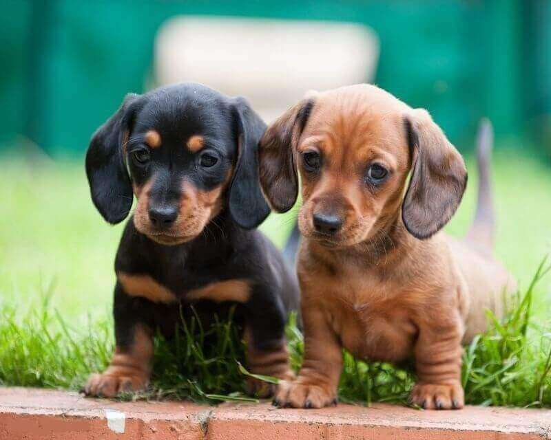 Dachshund puppies for sale